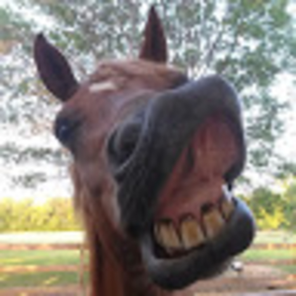 Meet your Posher, Bridget